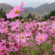 Cosmos Mulberry Flower Seed Four Seasons Sowing Courtyard Flower Sea Beautiful Country Seed 433