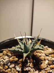 龍舌蘭 曲刺妖炎 優選 植物 嚴龍 Agave Plant