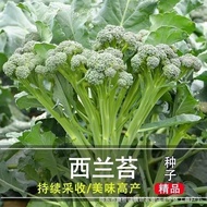 Seed Seed Breeding Bronchia Seed Seed Seedling Seedling Mustard Blue Mustard Vegetable Moss Vegetabl