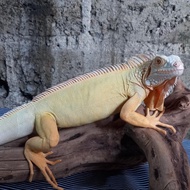 iguana red albino het snow jantan