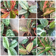 Aglaonema - different varieties indoor/outdoor plant