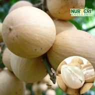 🔥RARE🔥 POKOK DUKU TERENGGANU (GANU) / Duku Langsat Tree / Longkong / Lansium Domesticum Jack / Live 