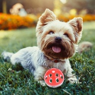 Colorful Cat Toy Bell Ball Hollow Lightweight Interactive Toy Cat C7f3