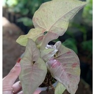 TANAMAN HIAS TANAMAN BUNGA HIAS SYNGONIUM PINK SPOT AKAR SEHAT DAUN 1