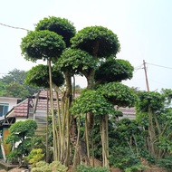 bonsai beringin dolar/beringin mikro//tinggi 4 meter