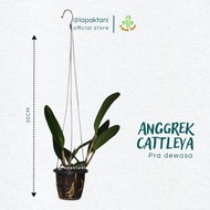 Anggrek Cattleya PraDewasa Bunga Besar Kloning - Tanaman Anggrek