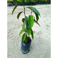 Anak Pokok Durian Duri Hitam Hibrid