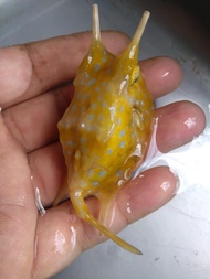 Buntal SAPI - Ikan Hias Aquarium Air Laut