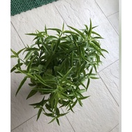 Sabah Snake grass potted plant organic