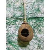 Bird House (with abaca string) Made from coconut shell.ñ