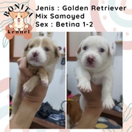 Golden Retriever Mix Samoyed Anak Anjing Golden Samoyed Jantan Betina