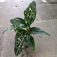 Sindo - Aglaonema Siti Nurhaliza Live Plant NDNYTFW5PV