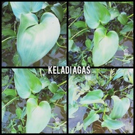 pokok keladi Agas/keladi air