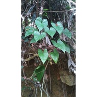 Homalomena Sagittifolia (green) / Pokok Keladi Kemoyang Hijau