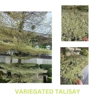 TALISAY VARIEGATED  OR AFRICAN TALISAY  VARIEGATED OUTDOOR PLANT LIVE PLANT LIVE PLANT LIVE PLANT