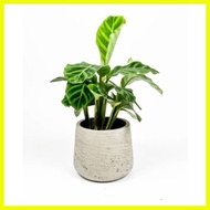 ♞Calathea zebrina-live plants with frebies