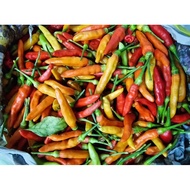 LADA KAMPUNG | CILI FRESH | Cili Padi Kampung/Cabai Burung/Lada Burung/Chili Paddy 100g++