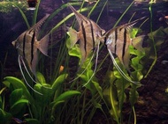 【Sus Aquatic】PERUVIAN ALTUM ANGEL FISH - 埃及神仙鱼 【 #PDSA8259 】