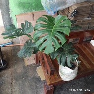 Tanaman Monstera | Philodendron Monstera
