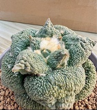 怒濤牡丹 多肉植物 龜甲牡丹 塊根植物象牙宮象足漆樹植物鉢龜甲龍