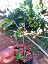 Bibit ficus benjamina varigata 30cm