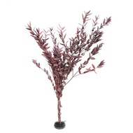 Immortal Fine Leaves Eucalyptus Round Leaves Apple Leaves Big Leaves Small Leaves Eucalyptus Rice Cr