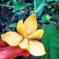 Desmos Chochinchinensis / Salai Patani / Pisang pisang