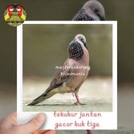 burung tekukur jantan gacor kuk 3 special mewah