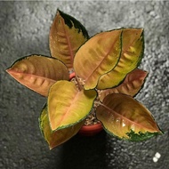 Aglaonema Sultan Brunei /aglonema Sultan Brunei Fl