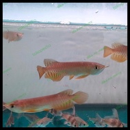 Ikan Arwana Golden Red Baby 10Cm Best Quality