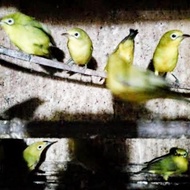 BURUNG PLECI DAKUN GARUT 