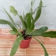 pokok langsuir dalam pasu.