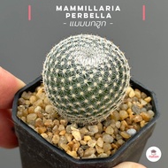 แมมนกฮูก #กระถาง2นิ้ว Mammillaria Perbella แคคตัส กระบองเพชร cactus&amp;succulent