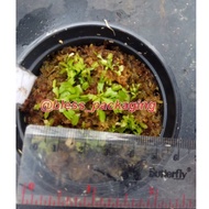 Venus flytrap black pearl Plant/ vft black pearl Plant/ dionaea muspicula 2-3 cm/ vft fly trap