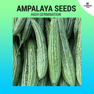 Ampalaya Seeds (High Germination) 11 seeds