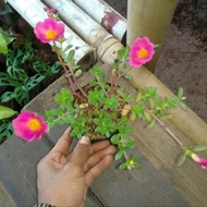 tanaman hias sutra bombay bunga pink - sby daun bulat