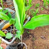 Anak Pokok Bonglai Hitam (Zingiber ottensii Valeton) Lempoyan hitam, Panglai hideung, Bunglai hantu