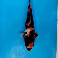 Ikan Koi Import Showa Dainichi. Superb Quality 14 Abqorystore