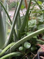 美國食用級蘆薈BB