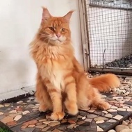 Kucing Mainecoon Super Jumbo Pedigree Cfa Sudah Steril Kucing Raksasa