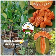 BIBIT NANGKA MERAH MADU
