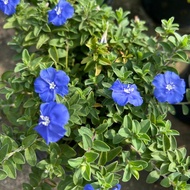 AZ-POKOK BLUE DIAMOND