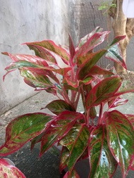 aglaonema plants