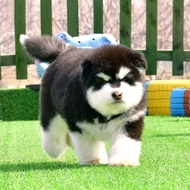 Pure Breed Alaska Puppies Giant Alaska Dogs Peach Face Alaska Sleigh Dogs Gray Red Alaska