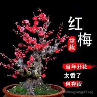clearance sale Bud Four Seasons Begonia Four Seasons Begonia Flower Plum Blossom Potted Plant Bonsai