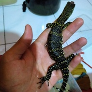 varanus salvator juve awal