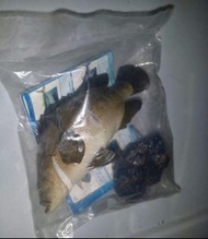 Payme FPS alipay $188 包平郵 絕版全新未開封 原色海水魚圖鑑 II PART 2 終極隱藏特別版 連彩石 扭蛋