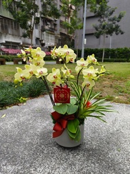 哇沙米蝴蝶蘭盆栽