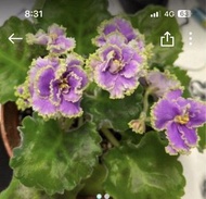 非洲紫羅蘭開花株