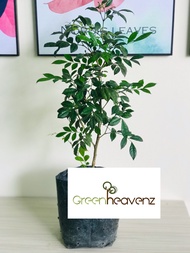 GHZ - Murraya Paniculata Landscape Live Plant Pokok Wangi 七里香